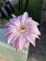 Preview: Echinopsis daydream lila